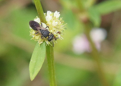 Hylaeus confluens
