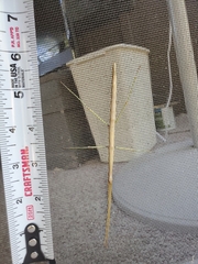 Megaphasma denticrus