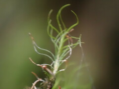 Distichium capillaceum