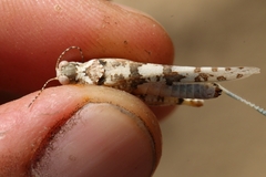 Sphingonotus uvarovi