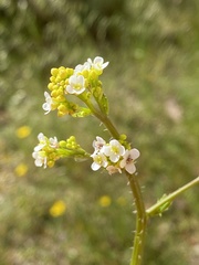 Crambe hispanica