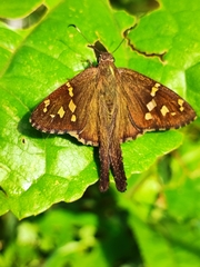 Thorybes dorantes dorantes