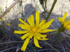 Hieracium sabaudum