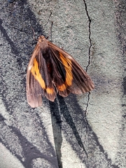 Lepidoptera
