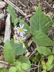 Eurybia