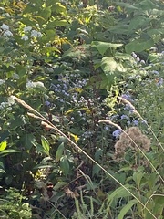 Agastache scrophulariifolia