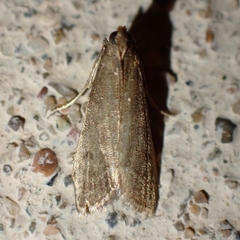 Ephestia woodiella