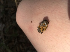 Xanthomendoza weberi