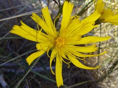 Hieracium sabaudum