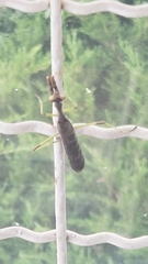 Stagmomantis carolina