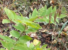 Galega orientalis