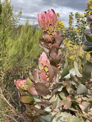 Protea eximia