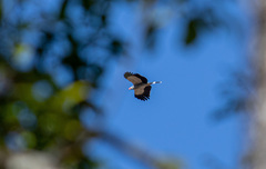 Polyboroides radiatus