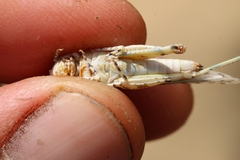 Sphingonotus uvarovi