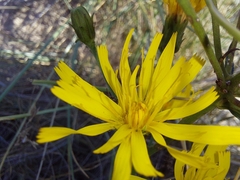 Hieracium sabaudum