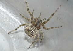 Araneus illaudatus