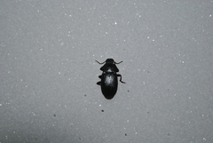Tenebrioninae