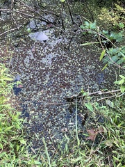 Azolla