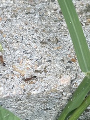 Tetramorium bicarinatum