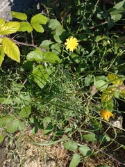 Sonchus tenerrimus
