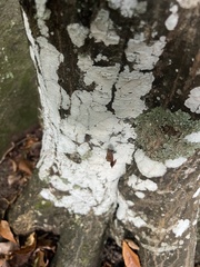 Lepraria finkii