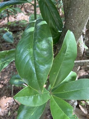 Magnolia
