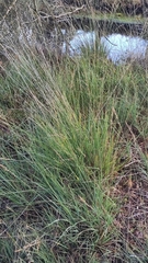 Molinia caerulea caerulea