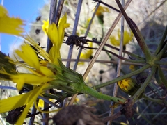 Hieracium sabaudum