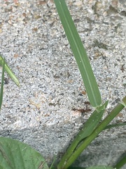 Tetramorium bicarinatum