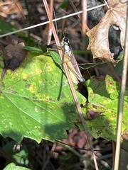 Paroxya atlantica