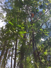 Magnolia