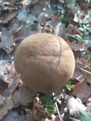 Suillellus luridus