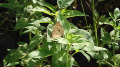 Junonia almana
