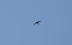 Cypsiurus gracilis