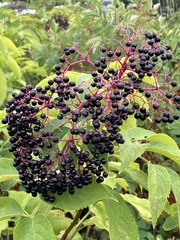 Sambucus nigra