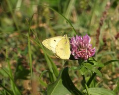 Colias hyale