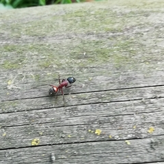 Camponotus ligniperda