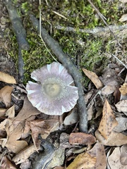 Russula mariae