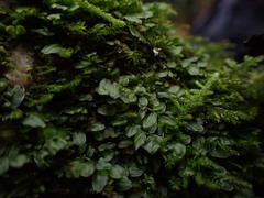 Plagiomnium rostratum