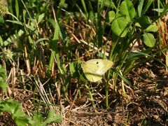Colias hyale