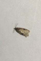 Agonopterix propinquella