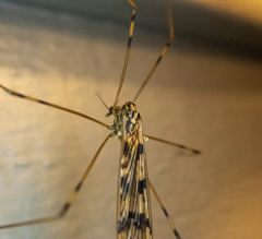 Metalimnobia cinctipes