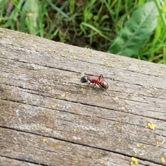 Camponotus ligniperda
