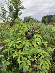 Sambucus nigra