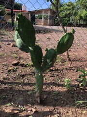 Opuntia lasiacantha