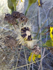 Hieracium sabaudum