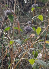 Clinopodium caucasicum