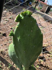 Opuntia lasiacantha