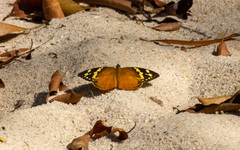Aterica rabena