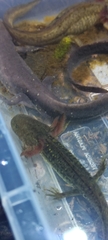 Ambystoma
